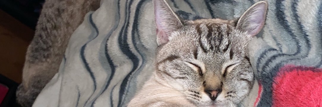 Jami Strowbridge banner