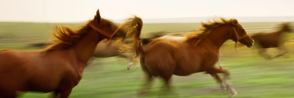 RoundMeadowElem Profile Banner