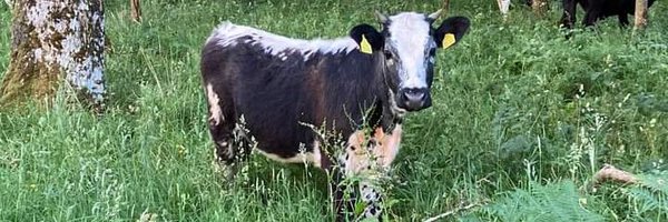 droimeann Profile Banner