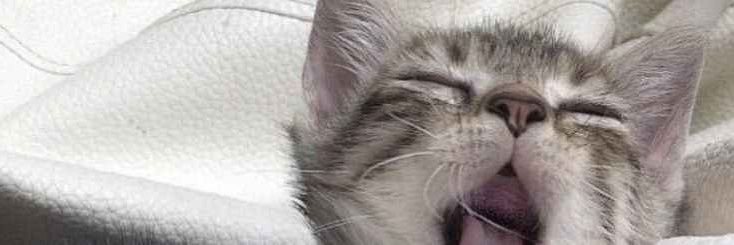 alongthemo0n's profile banner image
