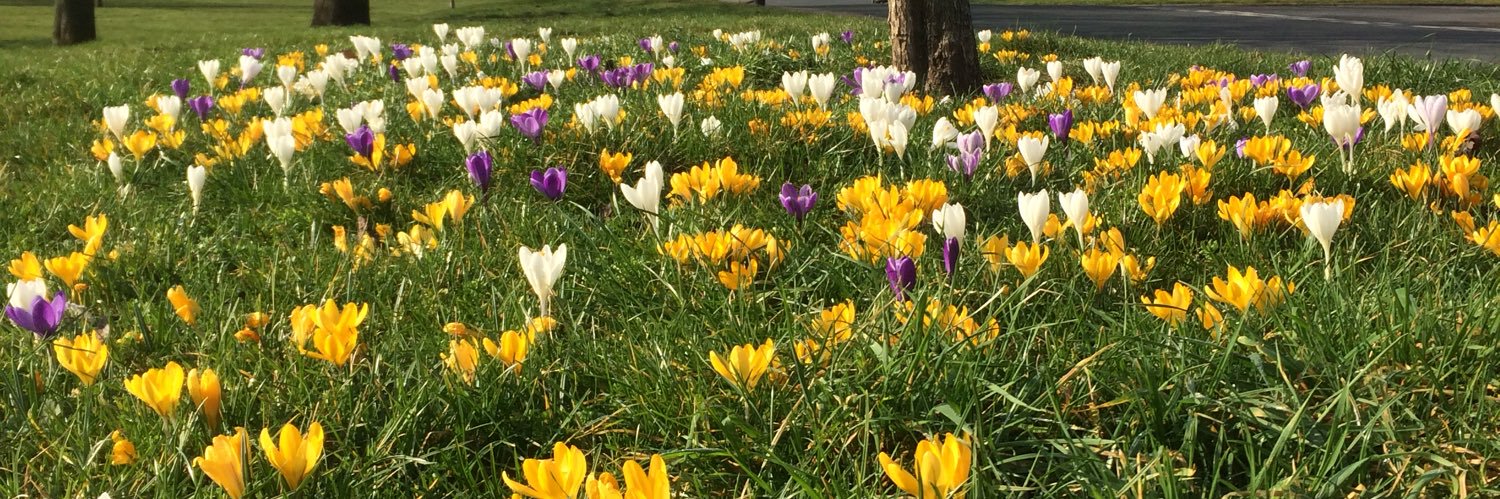 ripon in bloom banner