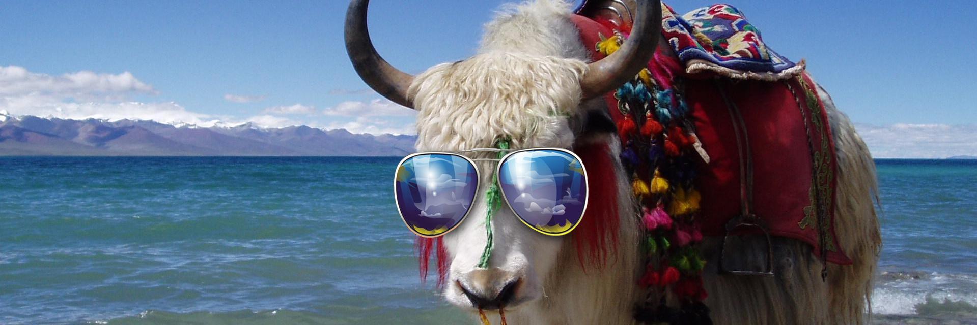 CryptoRev7's profile banner image