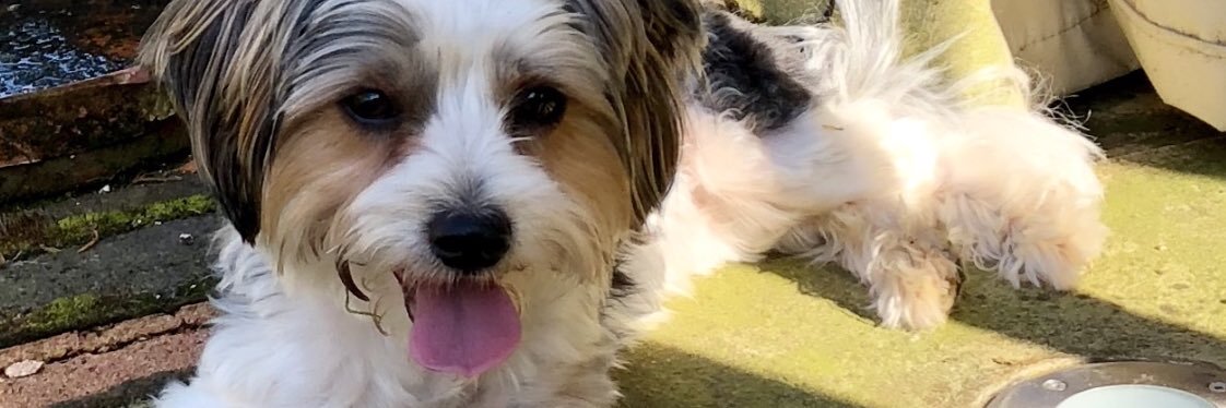 HamiltonTheDog banner