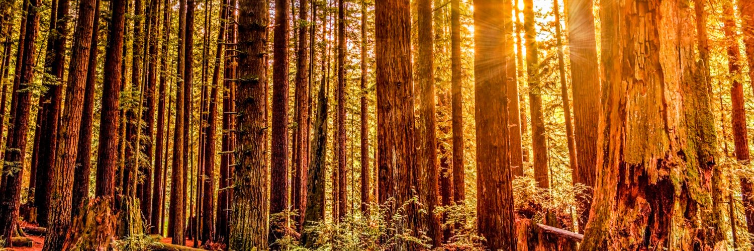 DFM_Sequoia's profile banner image