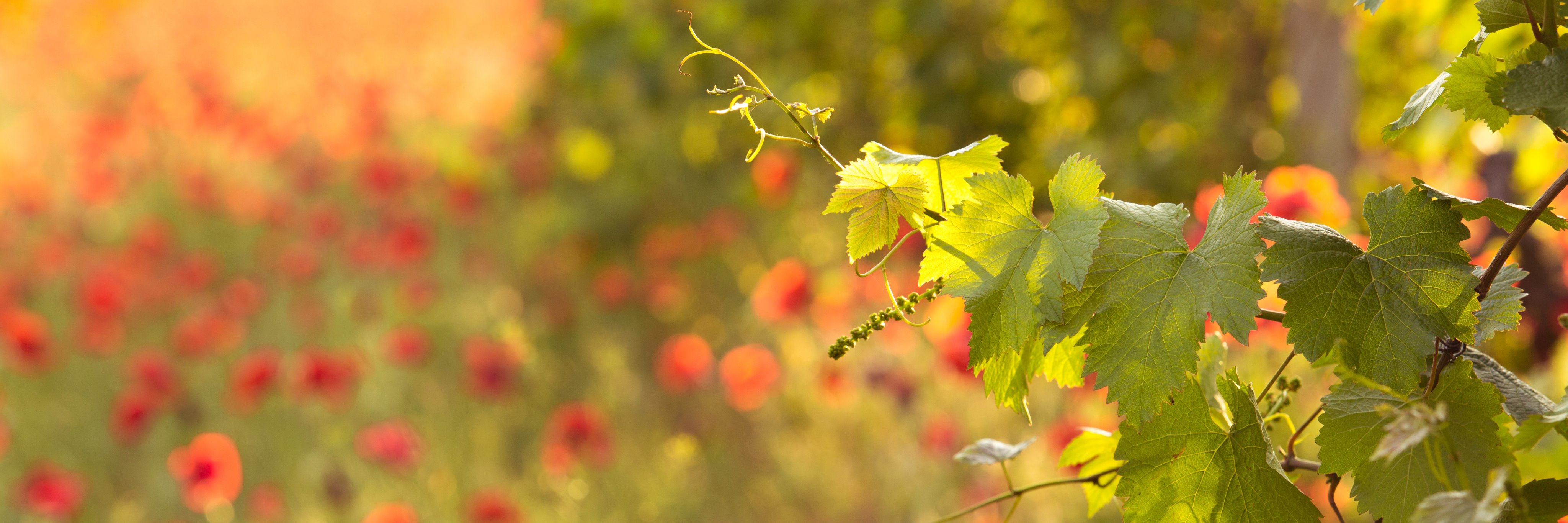 JACQUES FRELIN banner