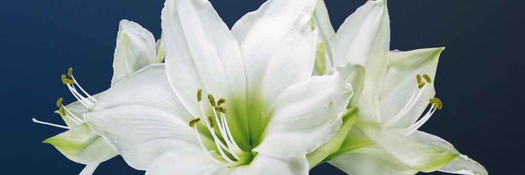 TorreblancaRoco's profile banner image