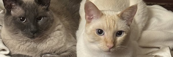 RobertRing5 Profile Banner