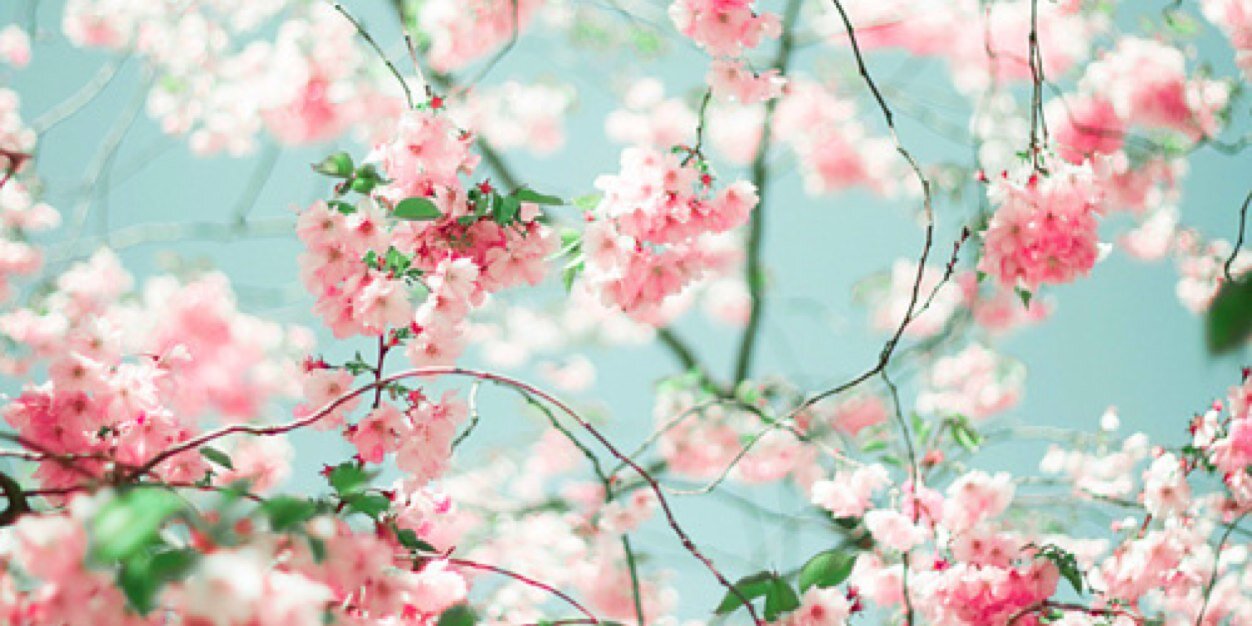 SASEUMEE's profile banner image
