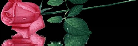 Chenodavis's profile banner image