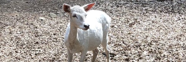 debbab3 Profile Banner