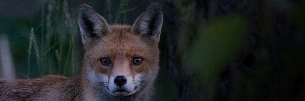 PressHsa's profile banner image