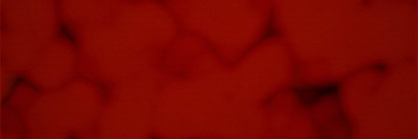 PhloxNesspalier Profile Banner