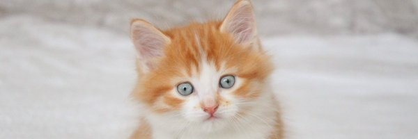 Figaro t orange tabby cat Profile Banner