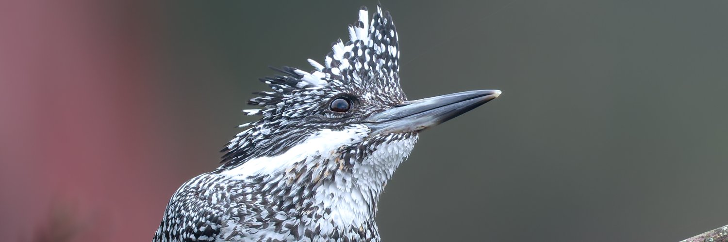 mm765【なむこ】-増田光俊- banner