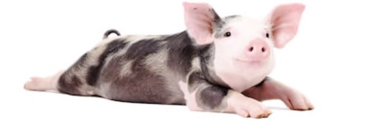 radioactivepork's profile banner image