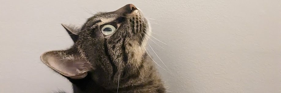 HevelCat's profile banner image