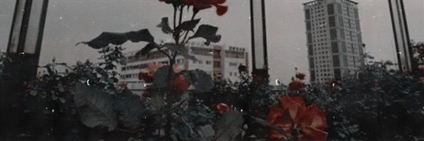 moonlightrcse's profile banner image