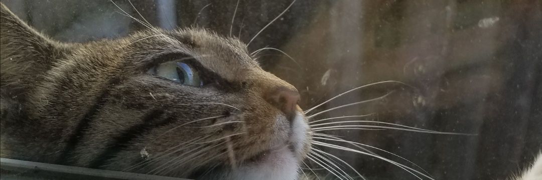 ArtemyMoon's profile banner image