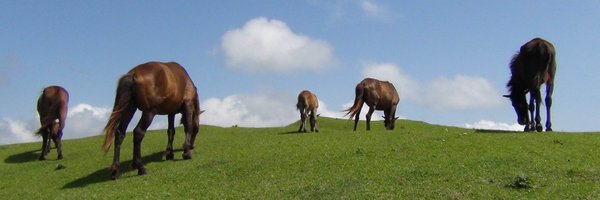 leanneproops Profile Banner