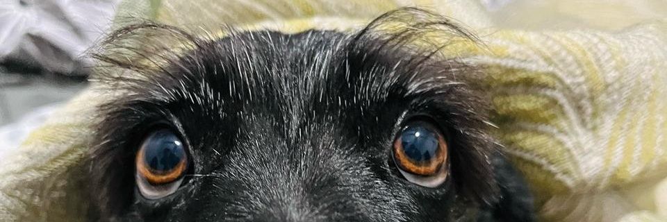 AguGenga's profile banner image