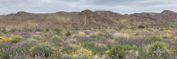 piper_eco Profile Banner