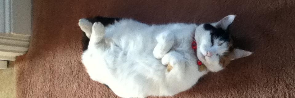 MandyWesson's profile banner image