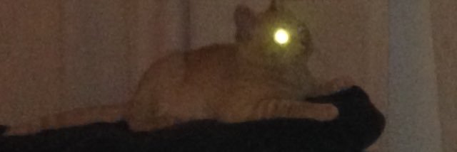 mitch nath banner