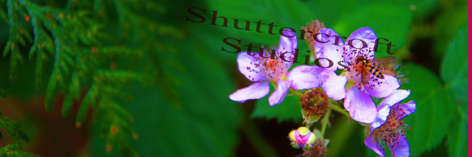 itsybittykitty's profile banner image