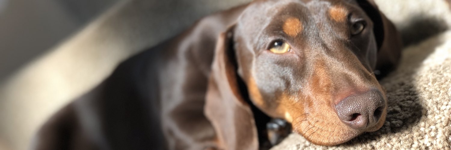 HarryBurrow's profile banner image