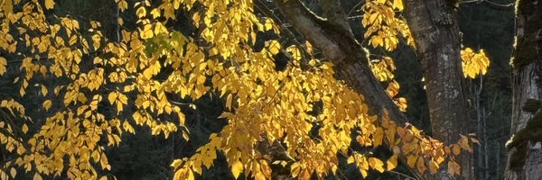 Ebi_Draw Profile Banner