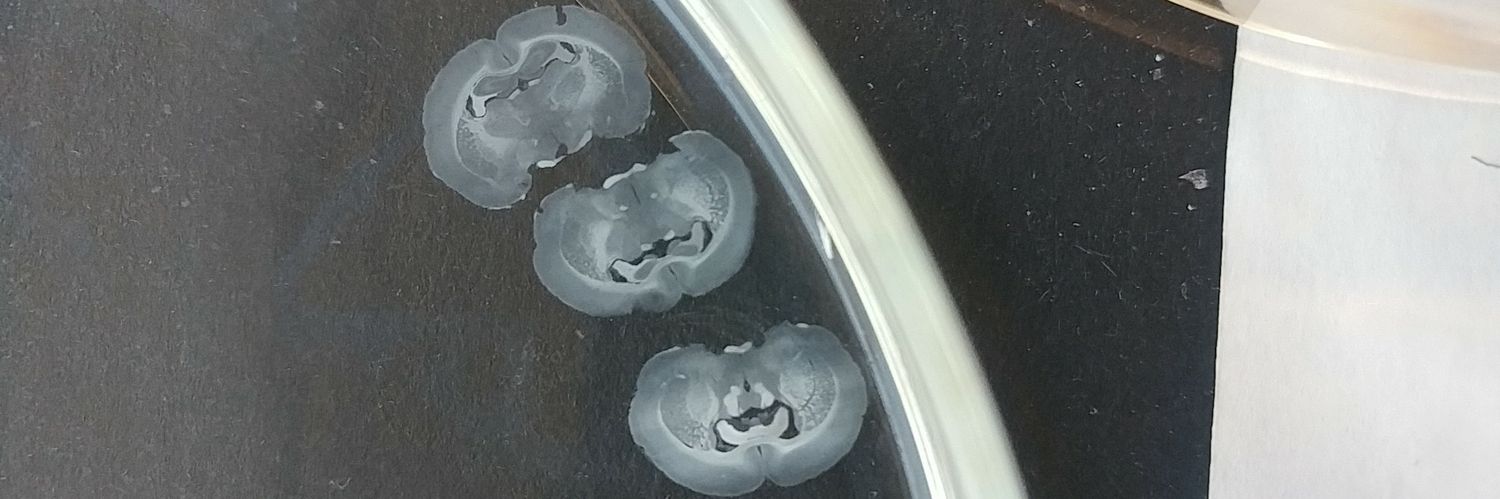 theSUDscientist's profile banner image