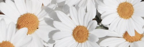Alleemartin's profile banner image