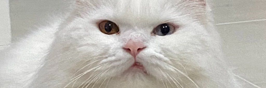 aimivvu's profile banner image
