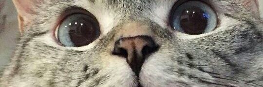 ^•~•`^ banner