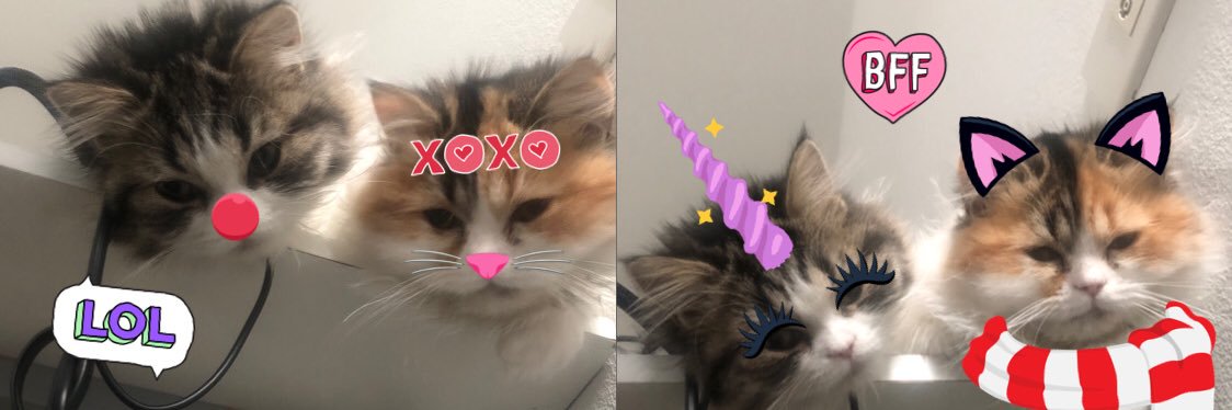 AmmieAlien's profile banner image