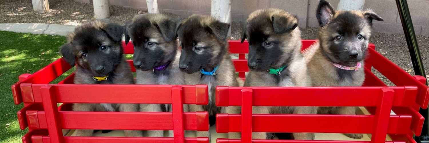 Dog Trainer US banner