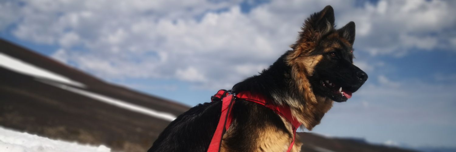 dinosoof's profile banner image