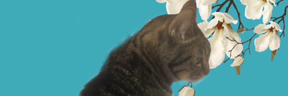 n_oboroo's profile banner image