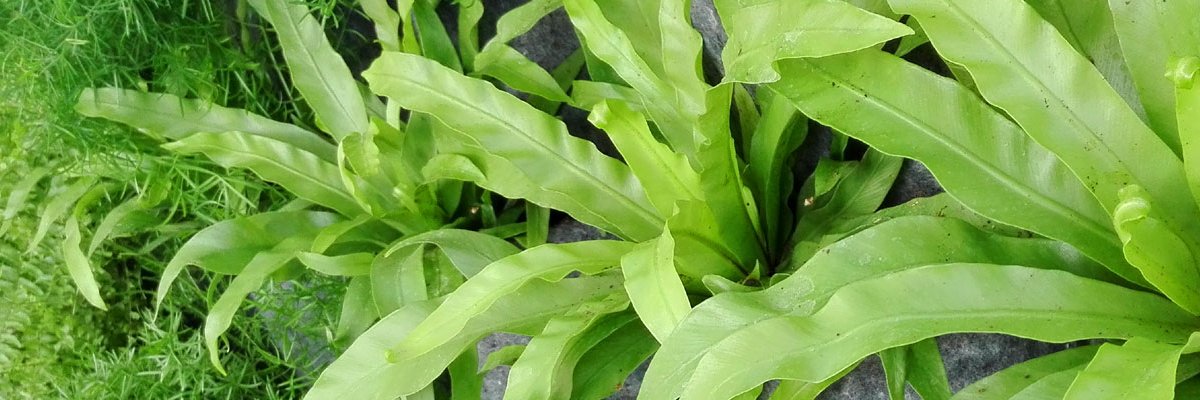 perevertiflor's profile banner image