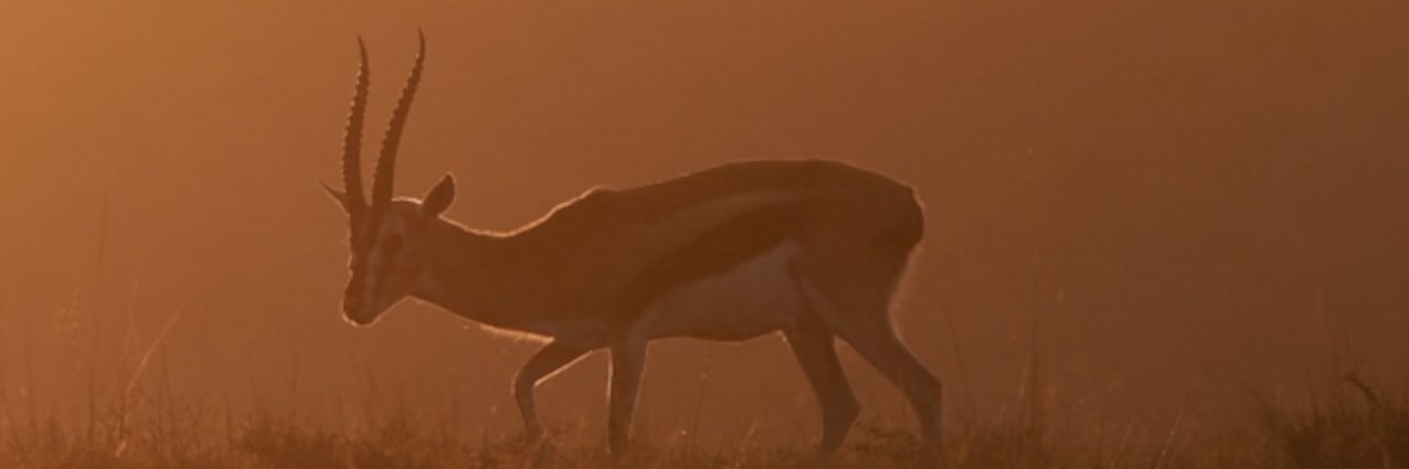 IDMI COFFEE ROASTING CO. banner