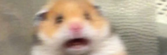 escudosuizo's profile banner image