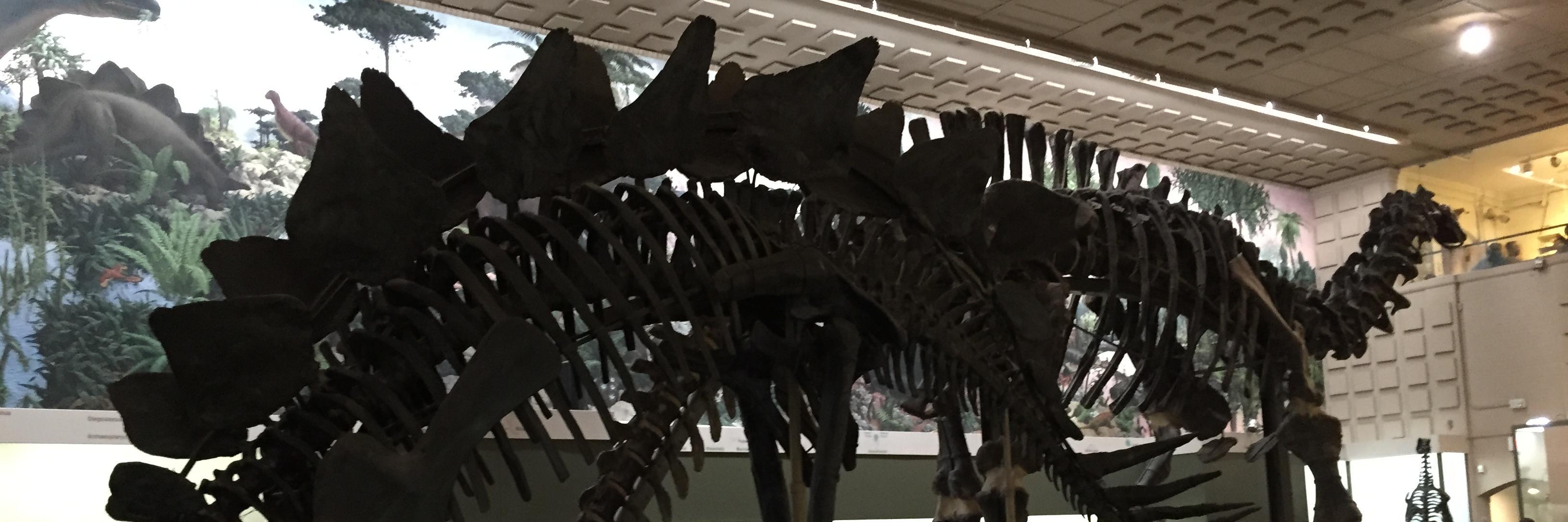 Aaron Jos Kleinmann banner