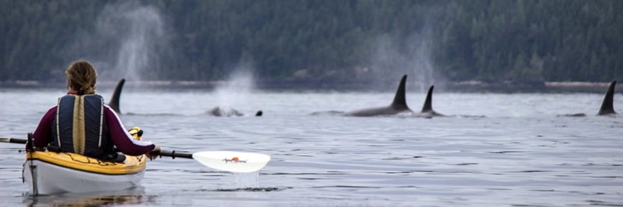 SeaKayakTours's profile banner image