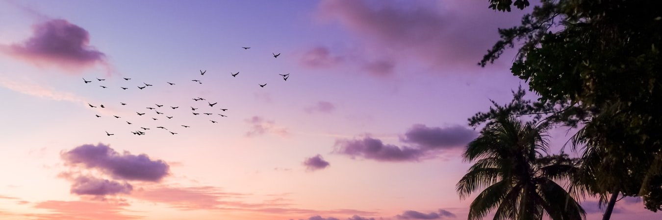 HoudiniDev_'s profile banner image