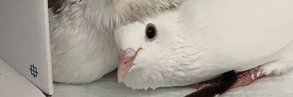 TurtlePrincip Profile Banner