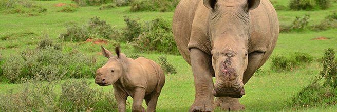 Nic M♀️ 🌻🦏🐘🐕🐬🐋🦈 banner