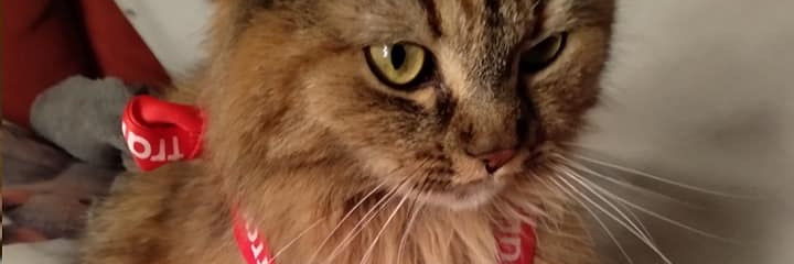 introcephale's profile banner image