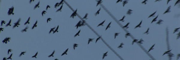 polbargues Profile Banner