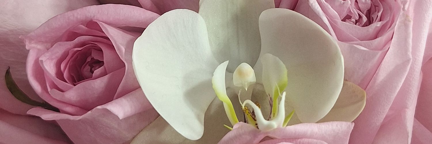 Dawn_Butera's profile banner image