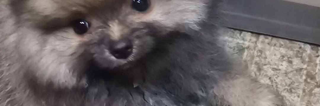 Jay banner